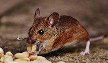 24 Hour & Emergency Exterminators in Nile, WA